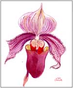 Cypripedium Orchid