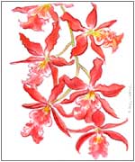 Red Oncidium