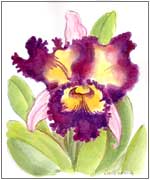 Midnight Cattleya