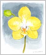 yellow phalaenopsis