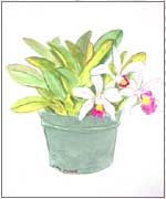 Mini Cattleya